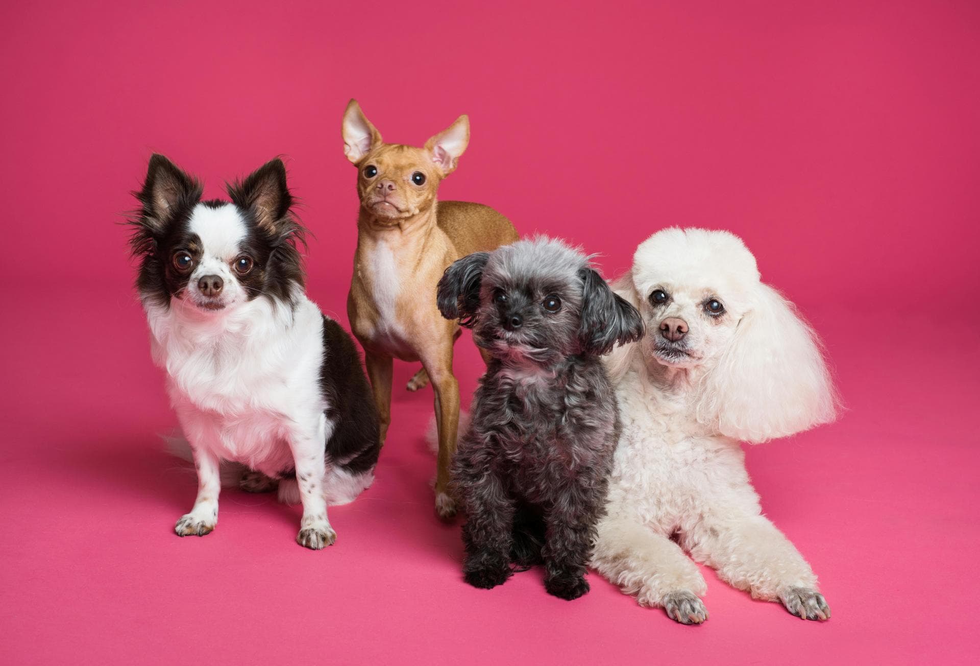 Dog & Cat Vets in Morgantown