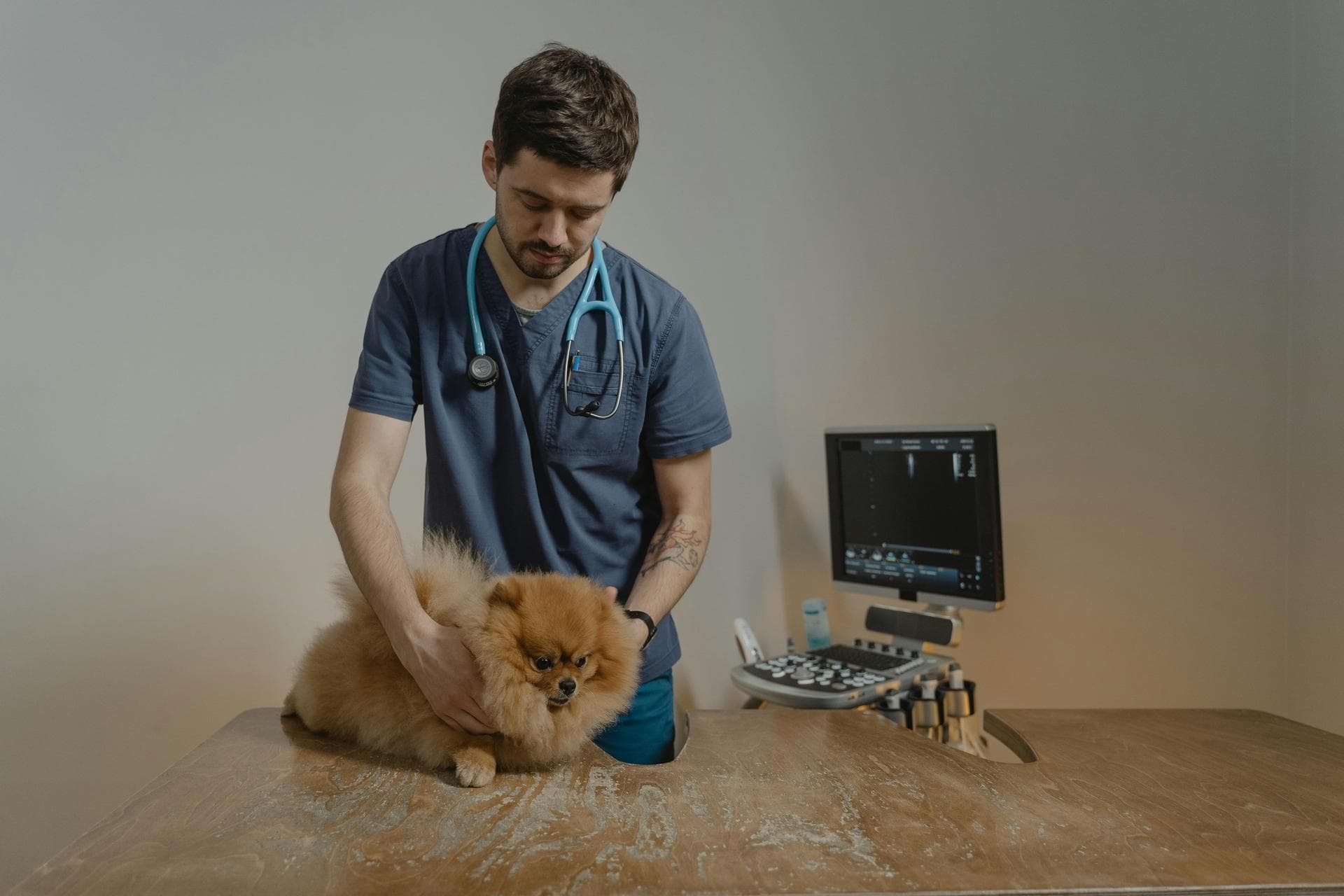 Best Vets in Morgantown