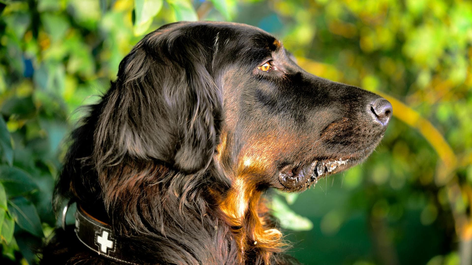 Specialist Vets in Morgantown